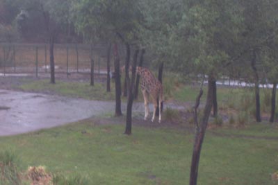 aklgiraffes1