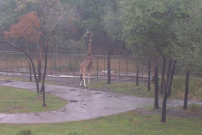 aklgiraffes2