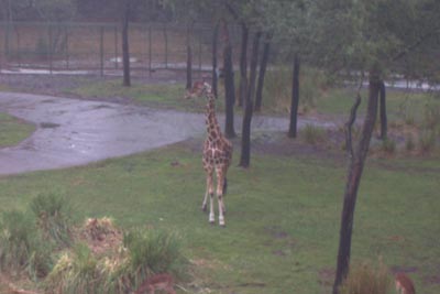aklgiraffes3