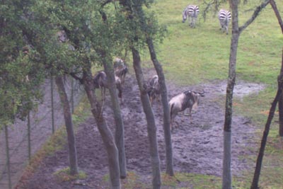 aklwildebeasts1