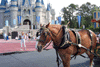 horsetrolley